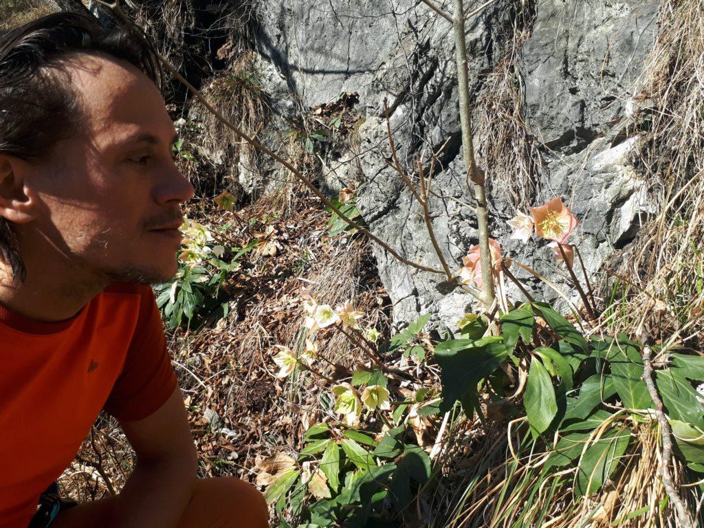 Gabriele e gli elleboro, magnifici nella loro fioritura tardo invernale