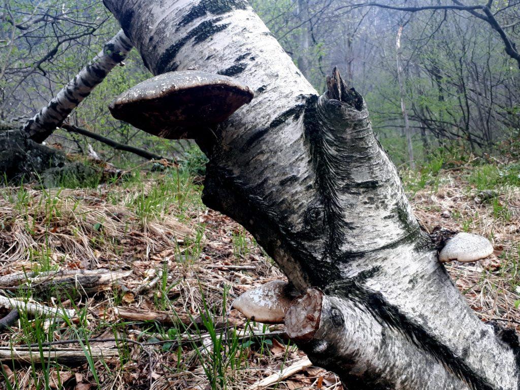 poco prima della discesa all'Arca, funghi lignicoli