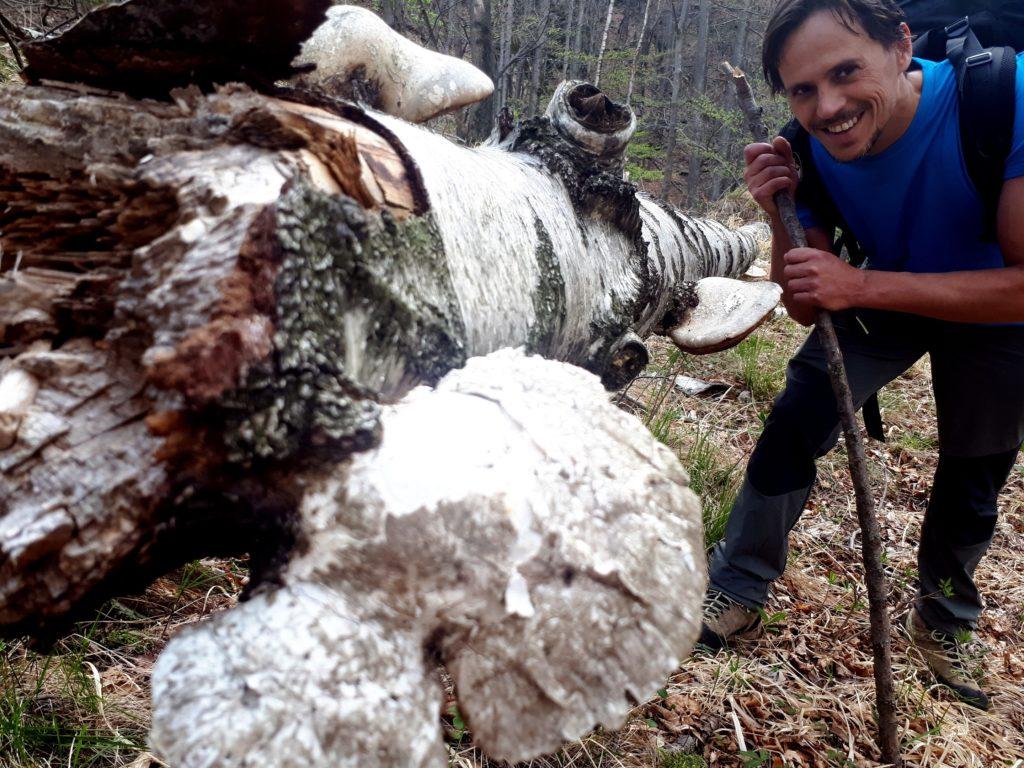 poco prima della discesa all'Arca, funghi lignicoli di notevoli dimensioni