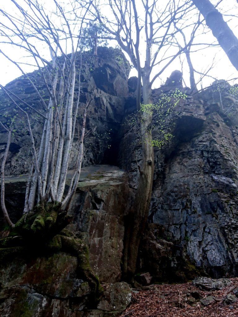 bellissimi alberi crescono adesi e sulle rocce soprastanti l&#039;Arca
