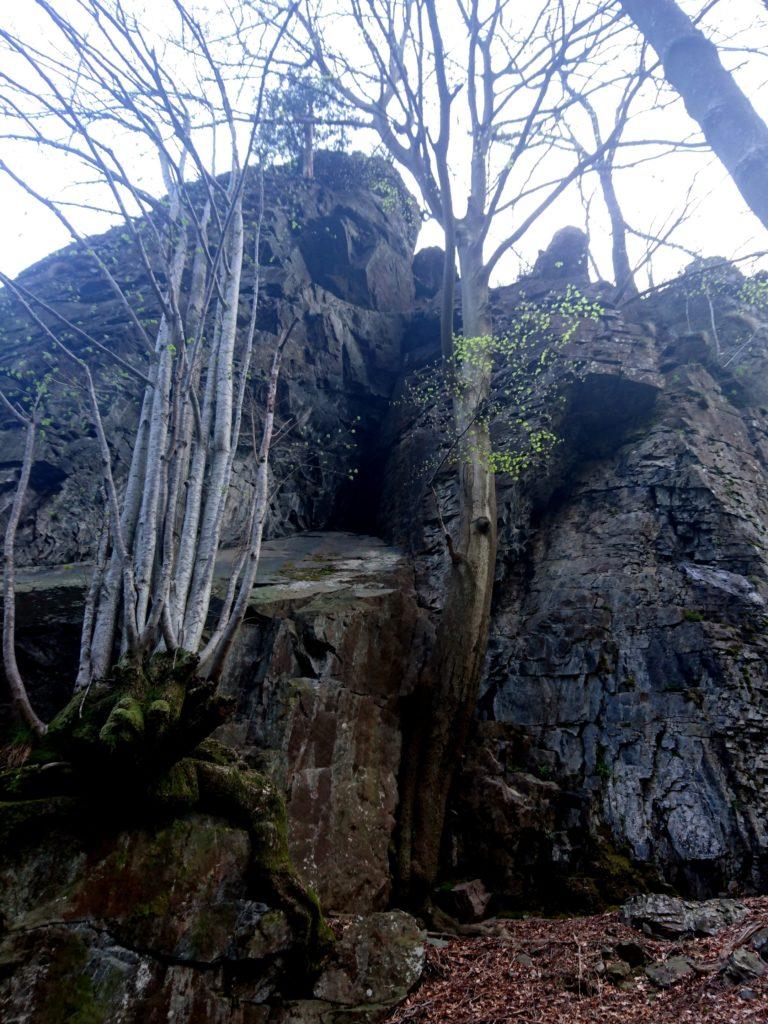 bellissimi alberi crescono adesi e sulle rocce soprastanti l'Arca