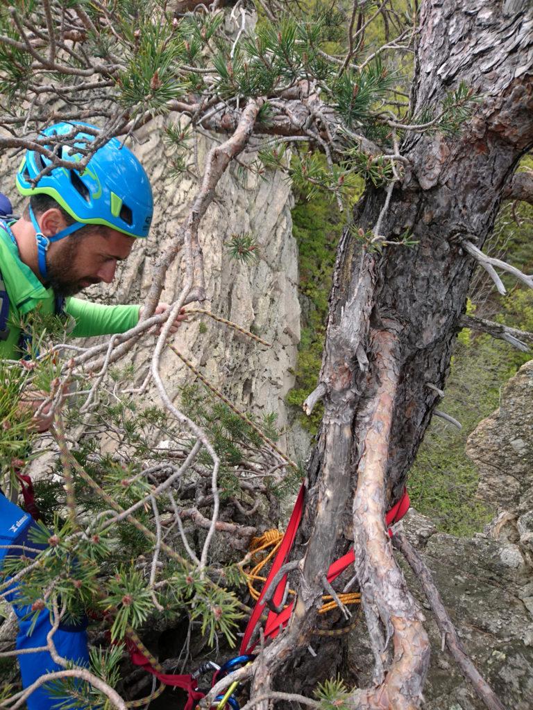 Decidiamo di calarci dall'albero sulla cima. Il Niggah prepara la sosta di calata