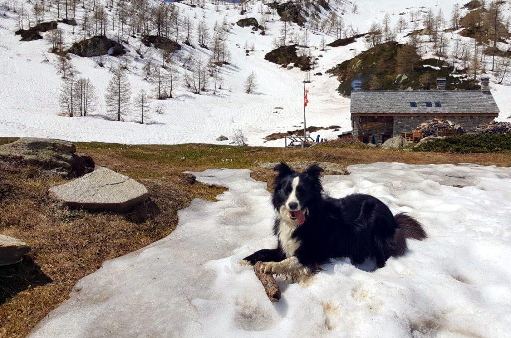 Zoe in posa (con il suo legnetto, che non molla!), dietro il Rifugio Gattascosa