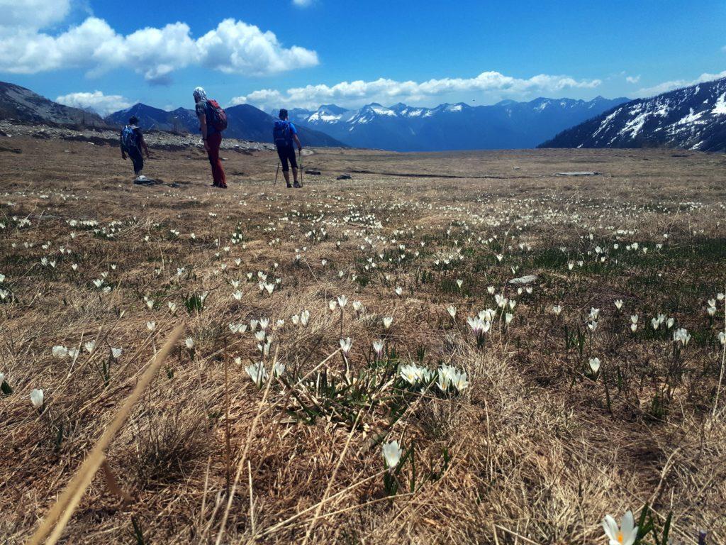 i crocus bianchi e viola colorano gli alpeggi