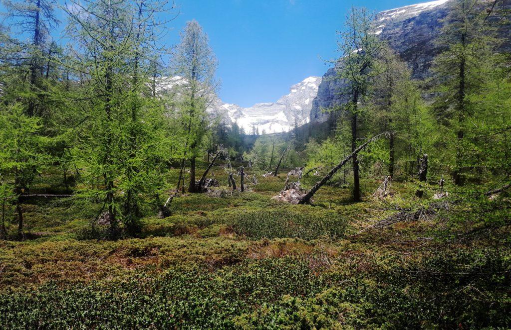 questo bosco se l&#039;è vista brutta (ma guardate la quantità di rododendri e mirtilli!)
