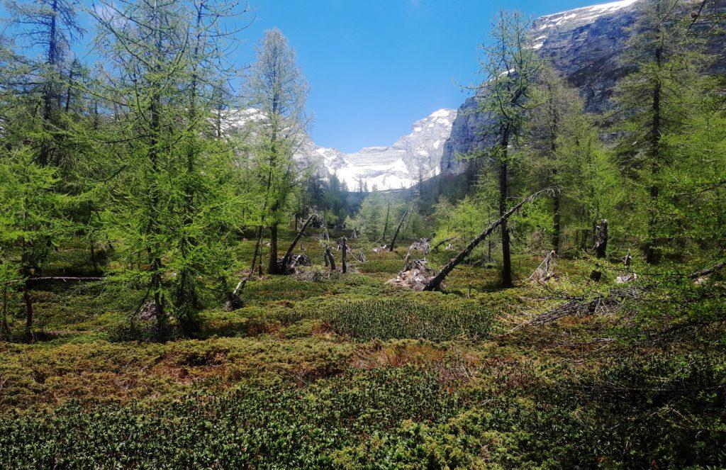 questo bosco se l'è vista brutta (ma guardate la quantità di rododendri e mirtilli!)