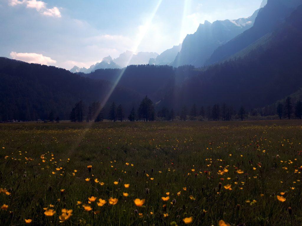 la giornata è magnifica: i ranuncoli occhieggiano a migliaia negli alpi pascoli