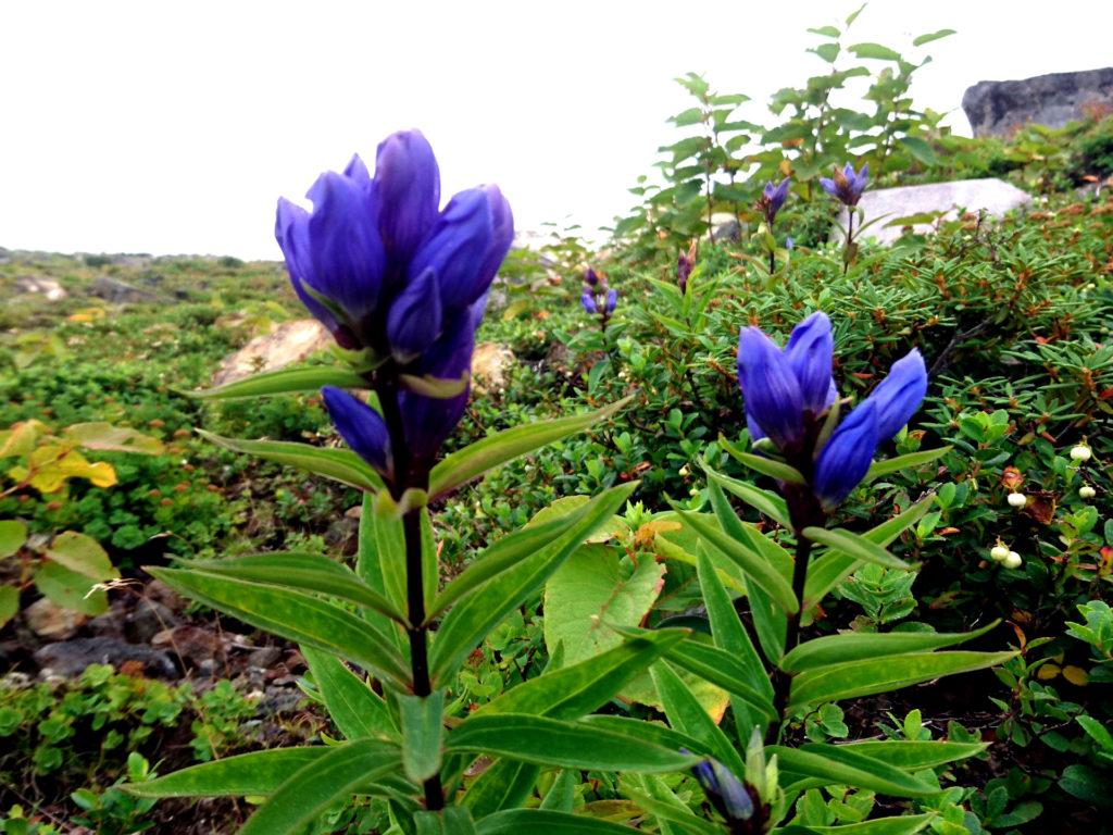 ci consoliamo con questi fiori bellissimi