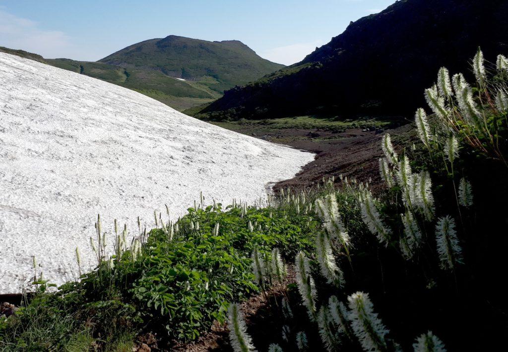 neve e fiori candidi come lei