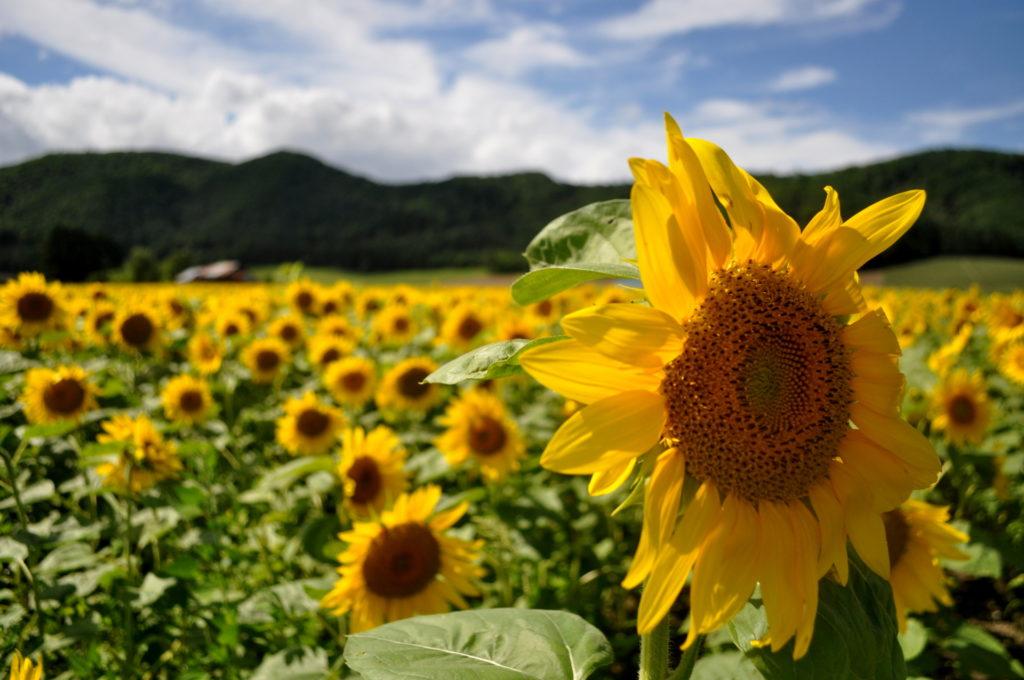 campo di girasoli