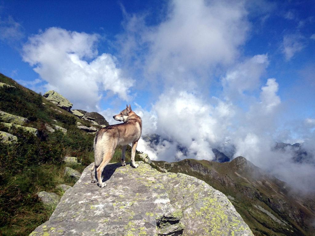 incontriamo una bellissima coppia di cani lupo cecoslovacchi e relativi umani