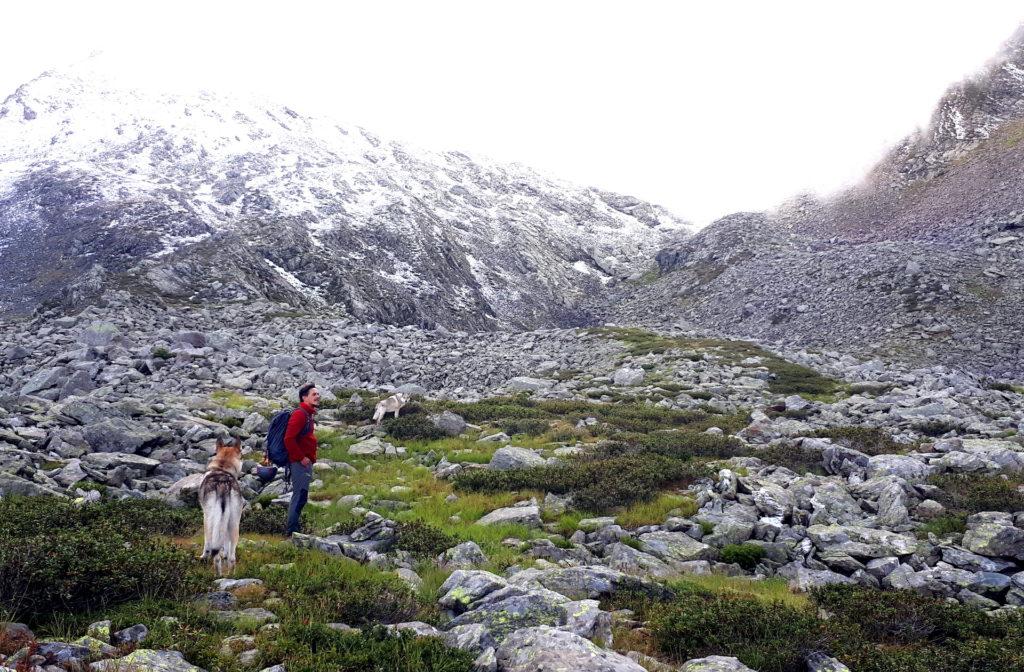 incontriamo una bellissima coppia di cani lupo cecoslovacchi e relativi umani