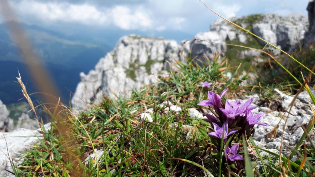 bellissimi fiori viola di cui non conosciamo il nome