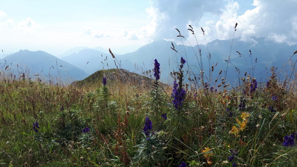 bei fiorelloni lungo la via di discesa