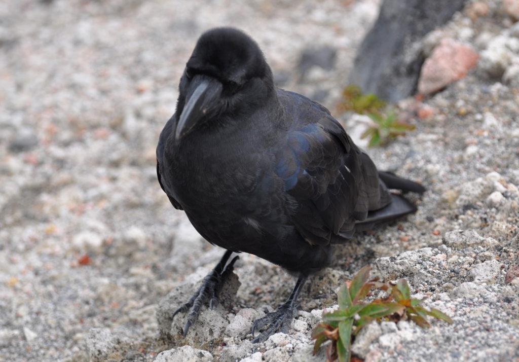 specie di gracchio locale: molto più esibizionista di quelli italici!