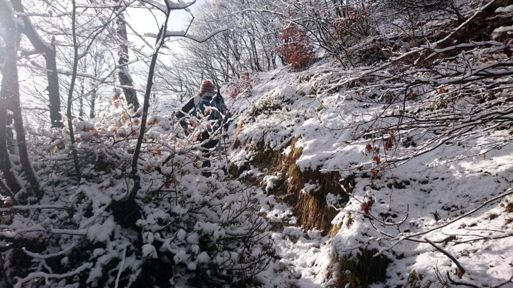 Superata la bocchetta di Desio ci inoltriamo in questo bel boschetto ricoperto da neve caduta ieri