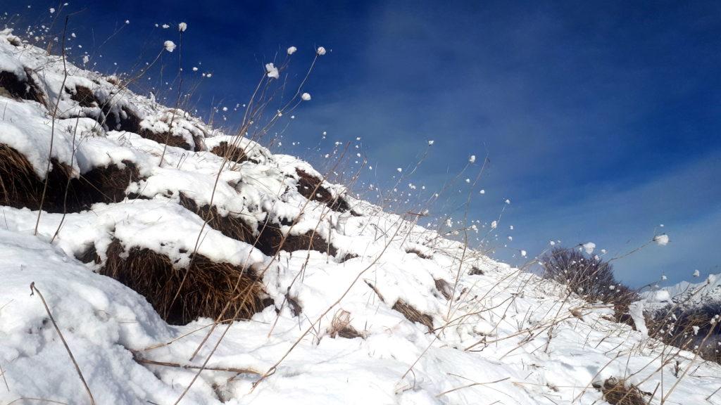 Ogni rametto ha il suo batuffolo di neve fresca appiccicato sopra