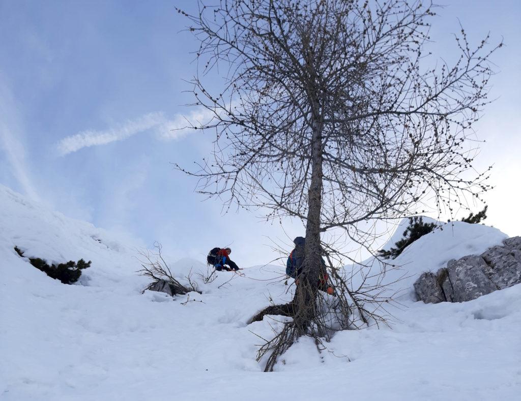 il primo albero della salvezza: l&#039;odissea delle calate è cominciata!