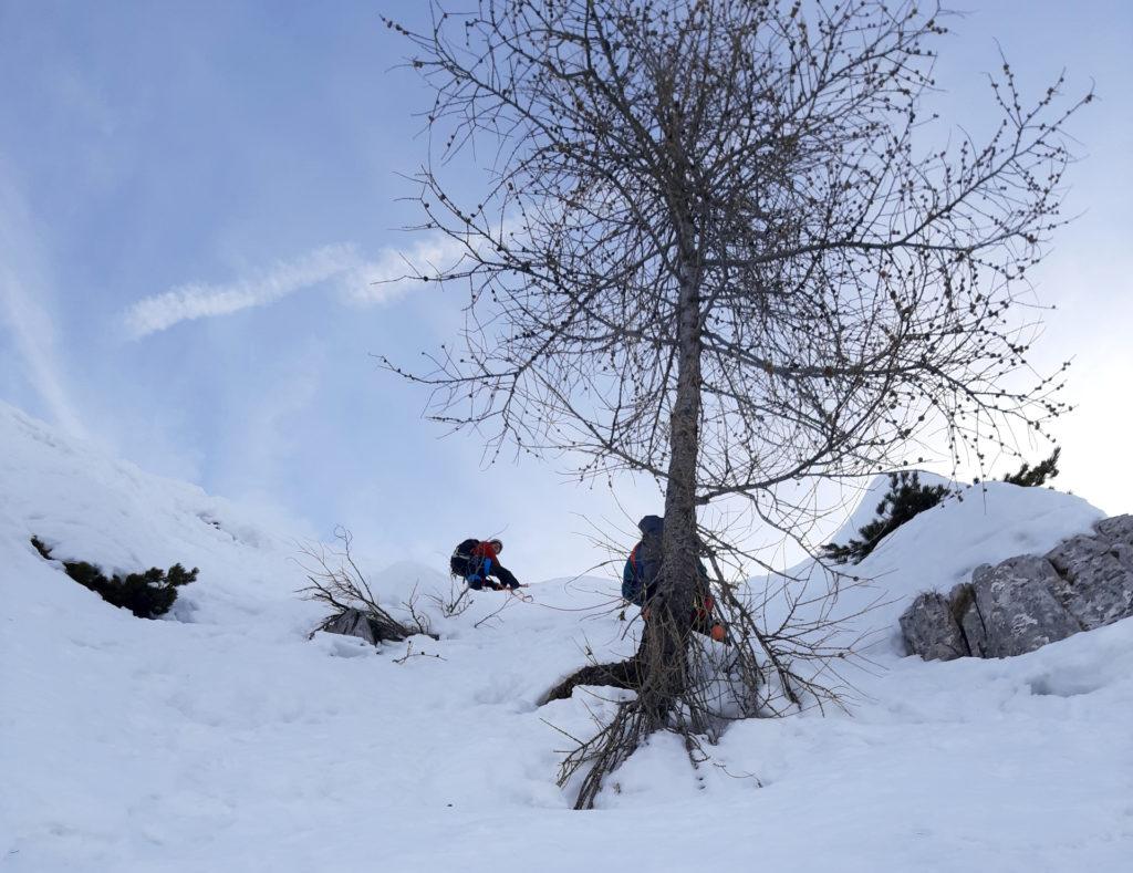 il primo albero della salvezza: l'odissea delle calate è cominciata!