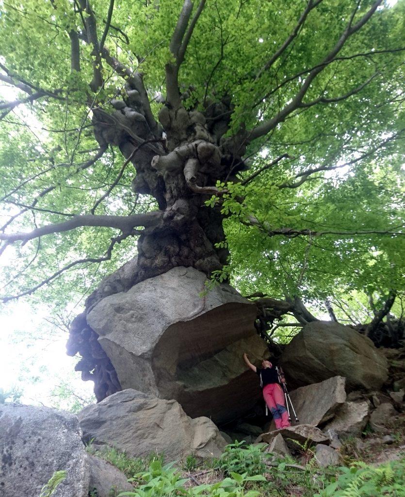 Faggio monumentale che è cresciuto sopra un&#039;enorme boulder di roccia. Fantastico!