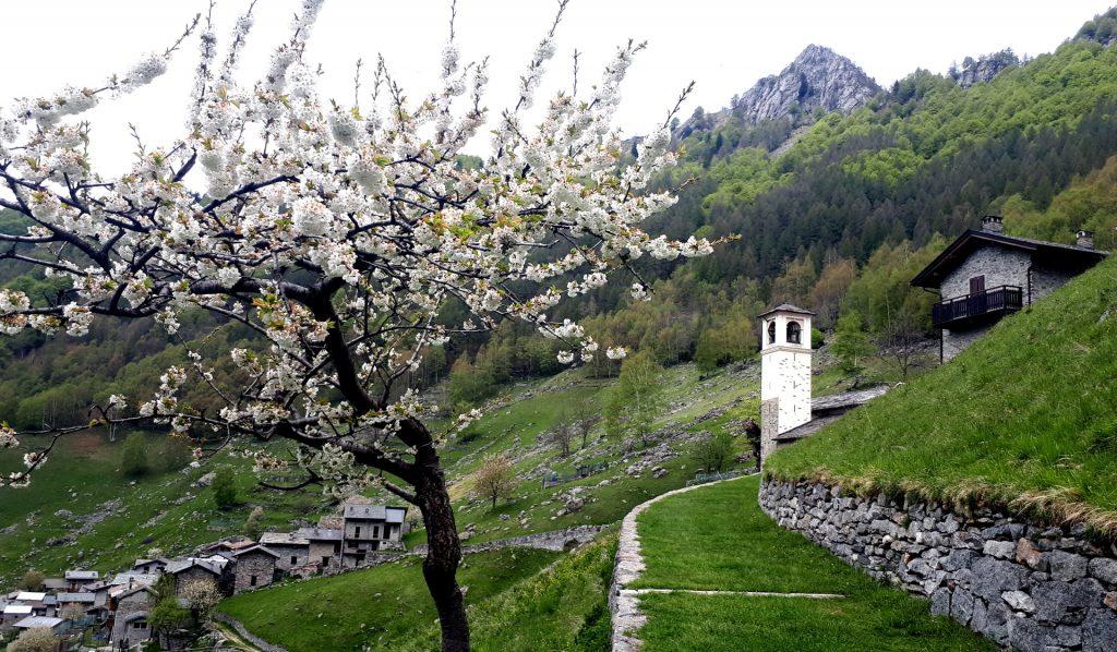 Ciliegio in piena fioritura sul sentiero che conduce alla chiesetta di Frasnedo