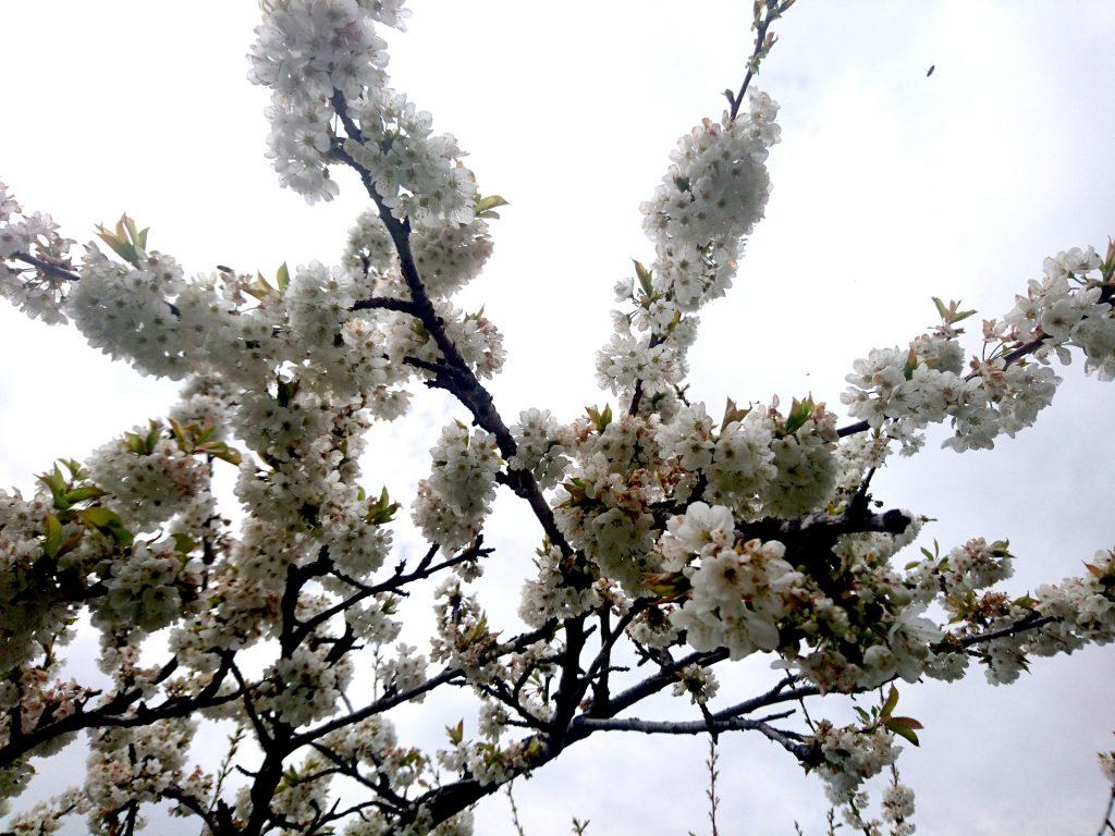 La fioritura del ciliegio, con anche un apetta in alto a destra che ne sta raggiungendo i fiori