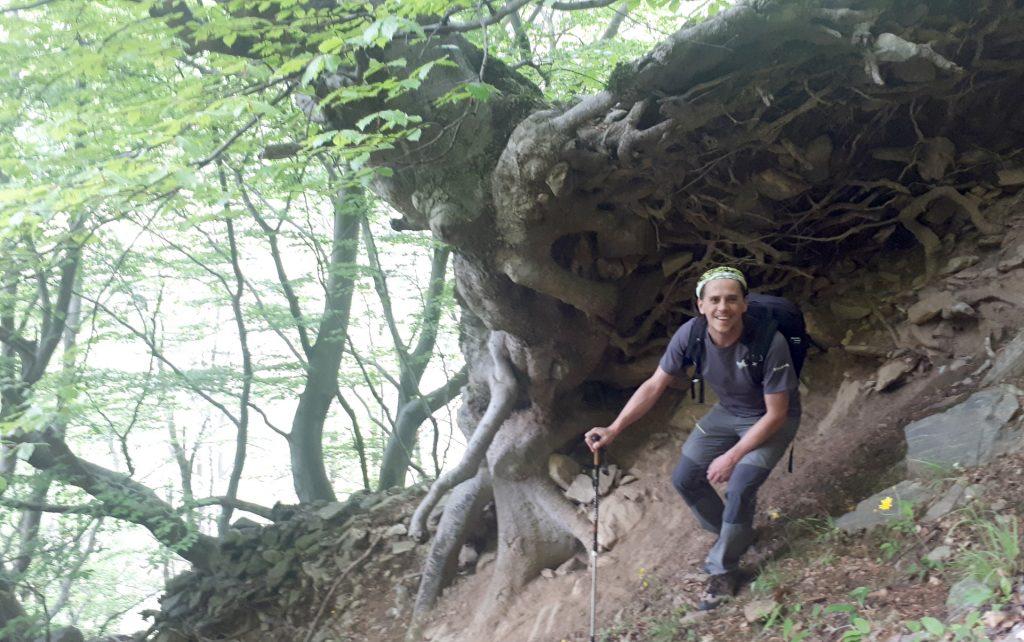 Quest&#039;albero cresciuto lungo il dirupo crea una sorta di riparo naturale tramite le sue radici