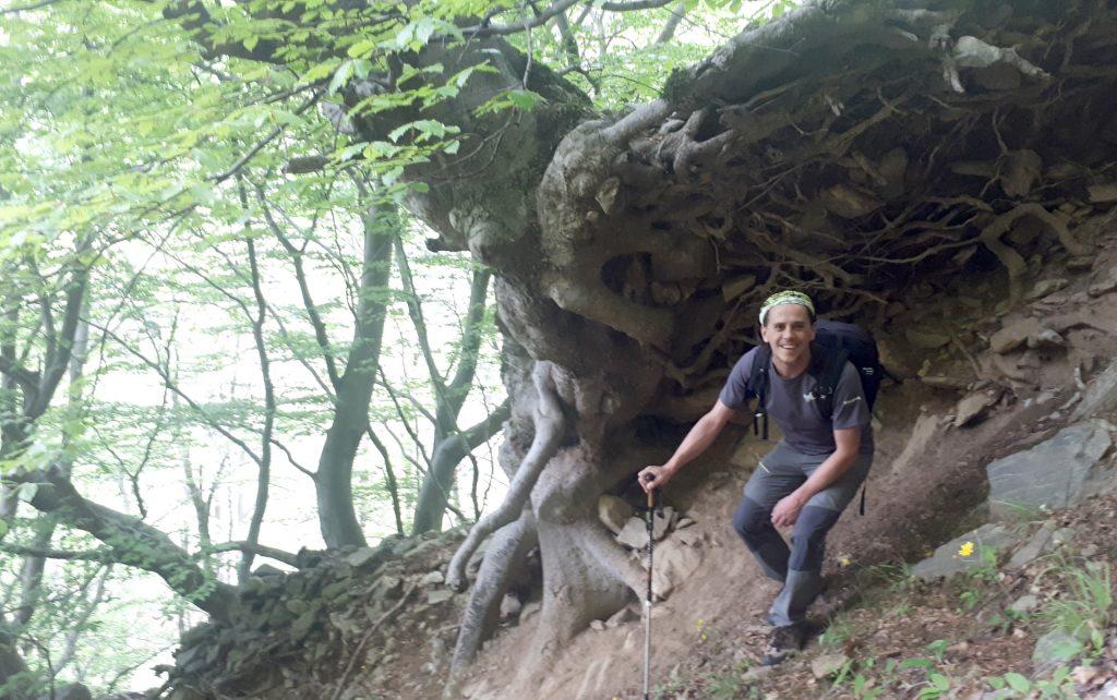 Quest'albero cresciuto lungo il dirupo crea una sorta di riparo naturale tramite le sue radici