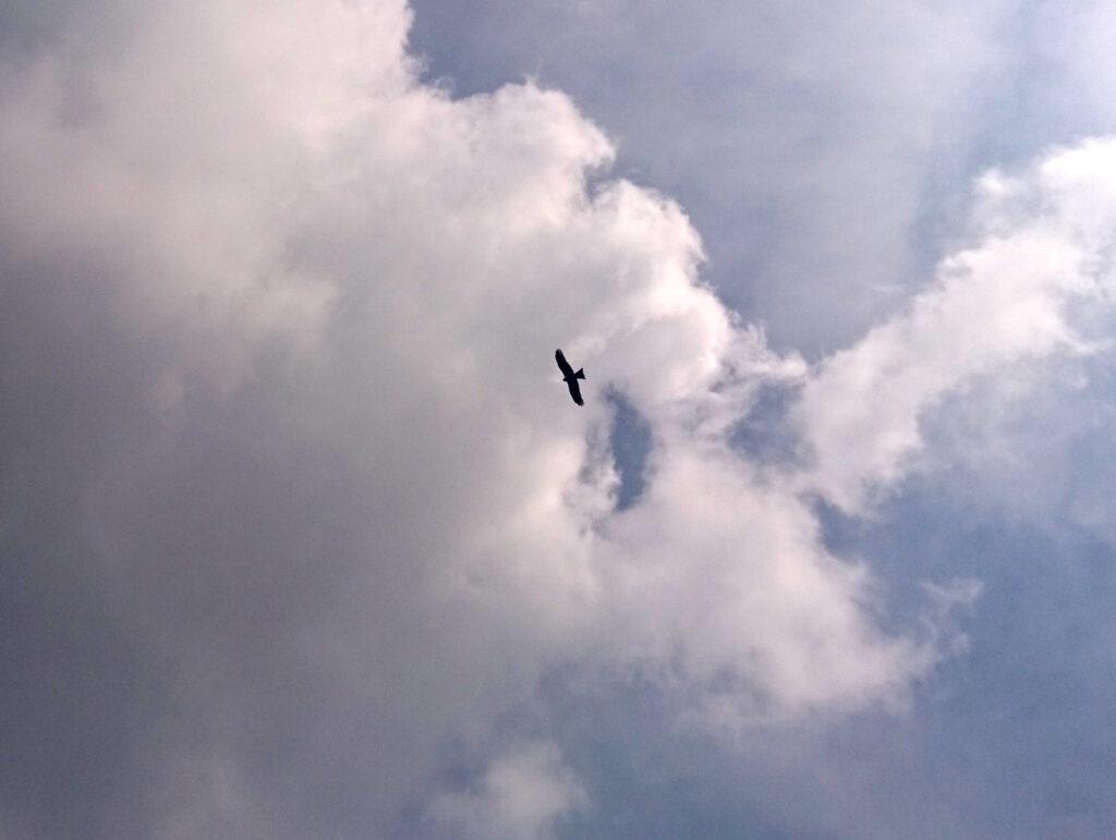 Incontriamo diversi esemplari di questo rapace che pensiamo essere un nibbio scuro