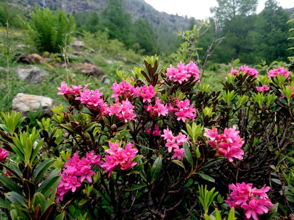 Lungo la risalita del pendio è pieno di rododendri in fiore