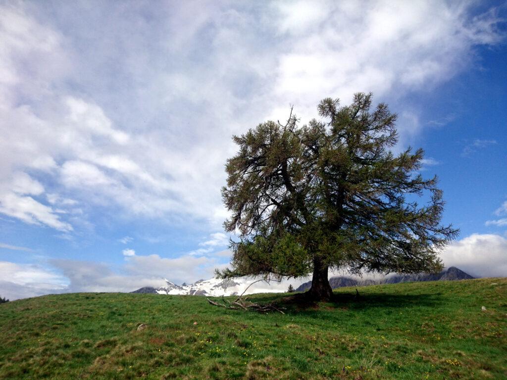 larice solitario all'alpe Granda