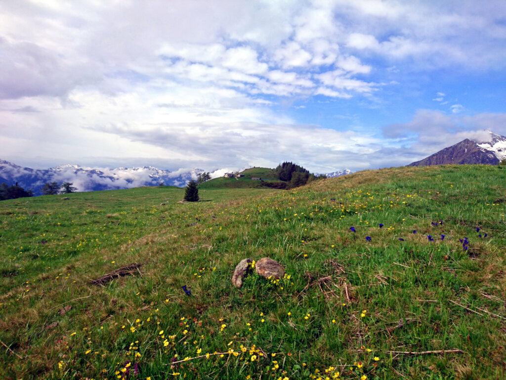 Vista d'insieme dei pratoni dell'Alpe Granda