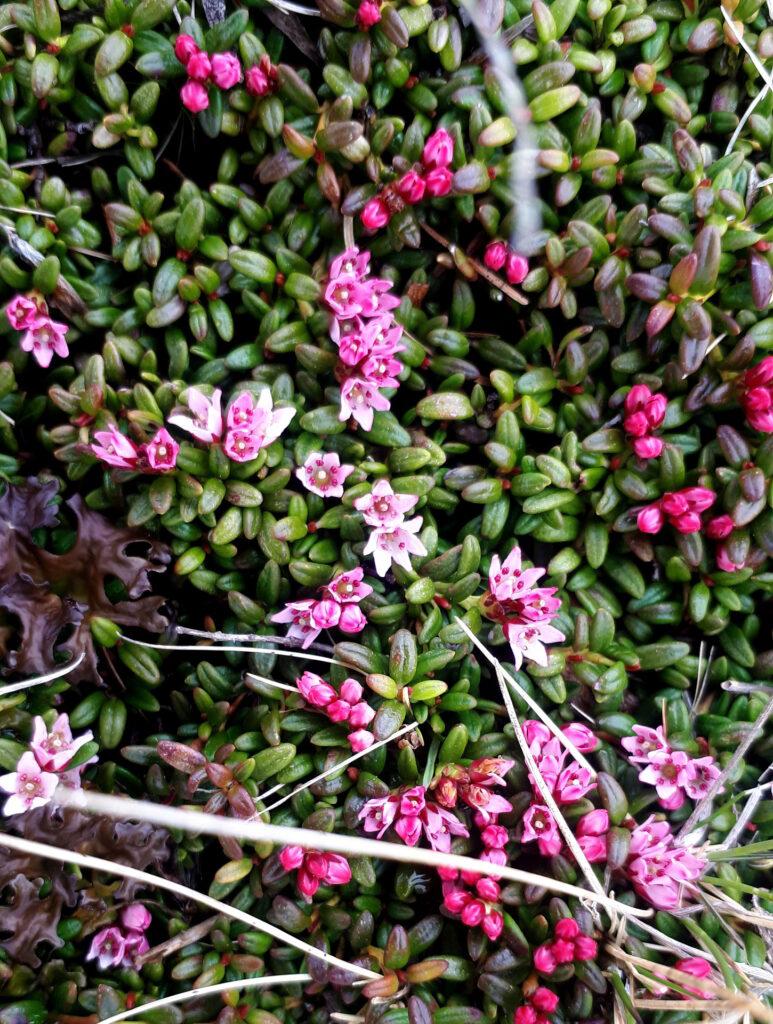 la primavera si fa largo