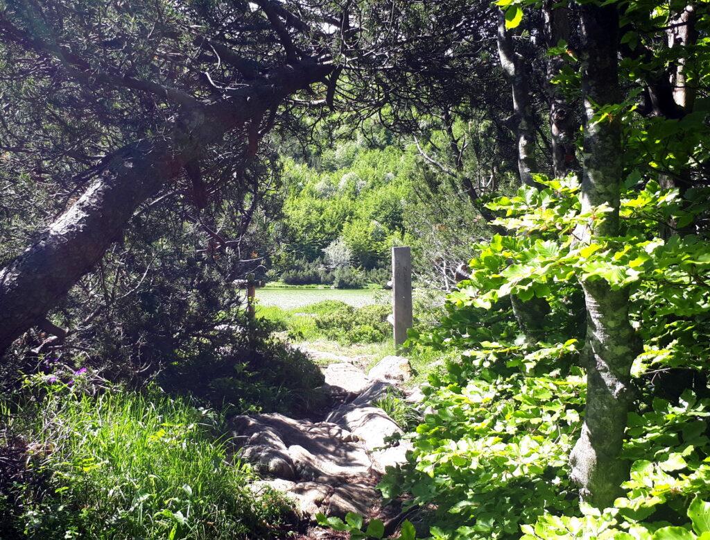 Dopo circa 45 minuti arriviamo in vista del lago Nero che appare dal nulla uscendo dal bosco