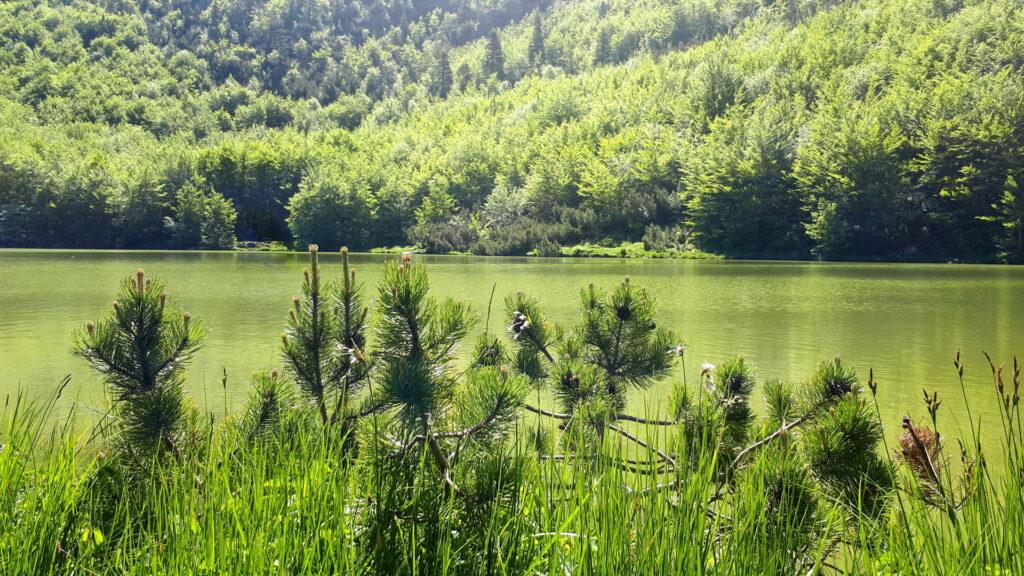 Il Lago Nero in realtà ha un colore verde incredibile tanto da mischiarsi con la vegetazione