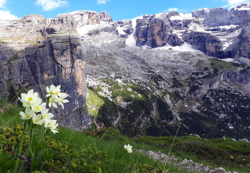 Bellissimi fiori alpini, lo spallone del primo torrione della Corna Rossa e il Brenta sullo sfondo