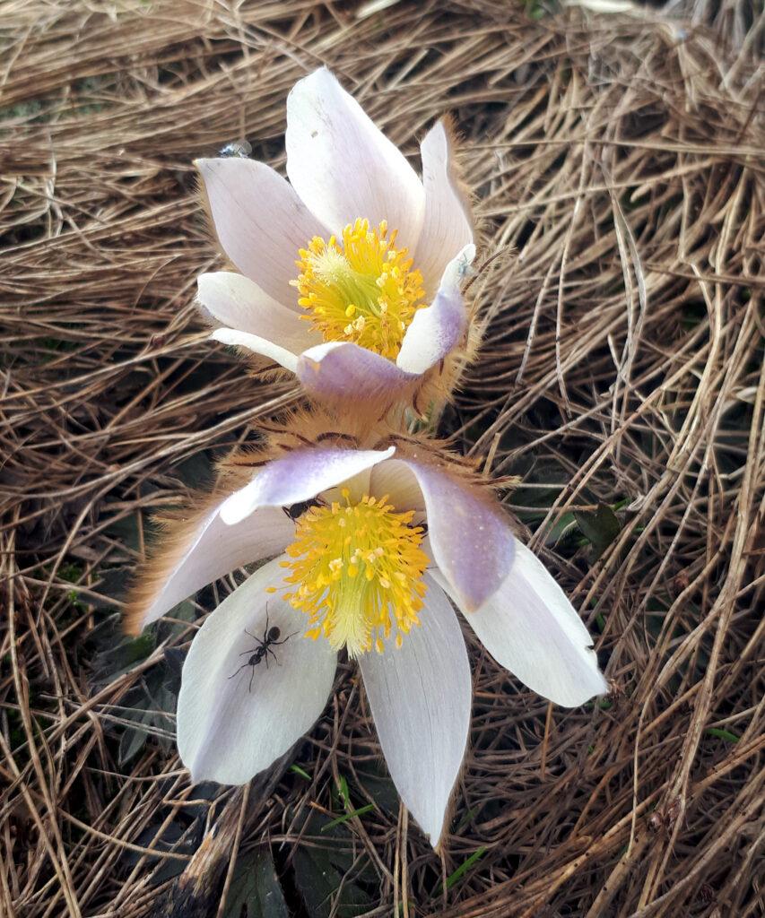 formichina a spasso per fiori