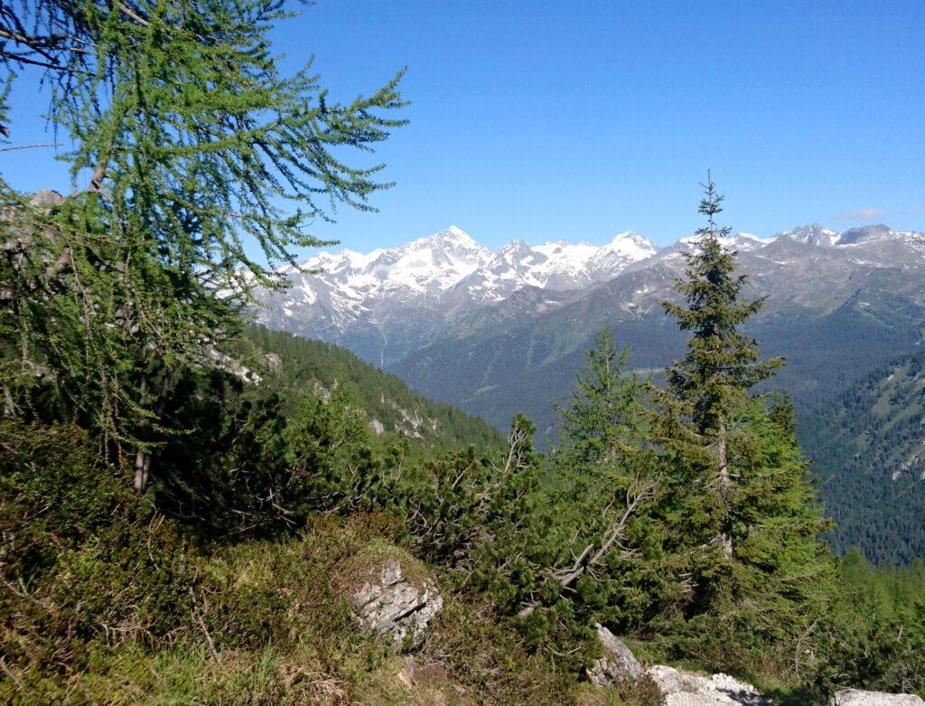 La Presanella vista dal sentiero che porta al Tuckett