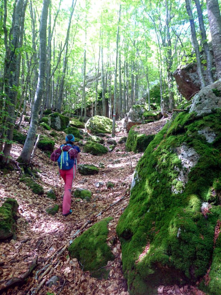 Il bosco che conduce al Bivacco Sacchi passando accanto a svariati boulder