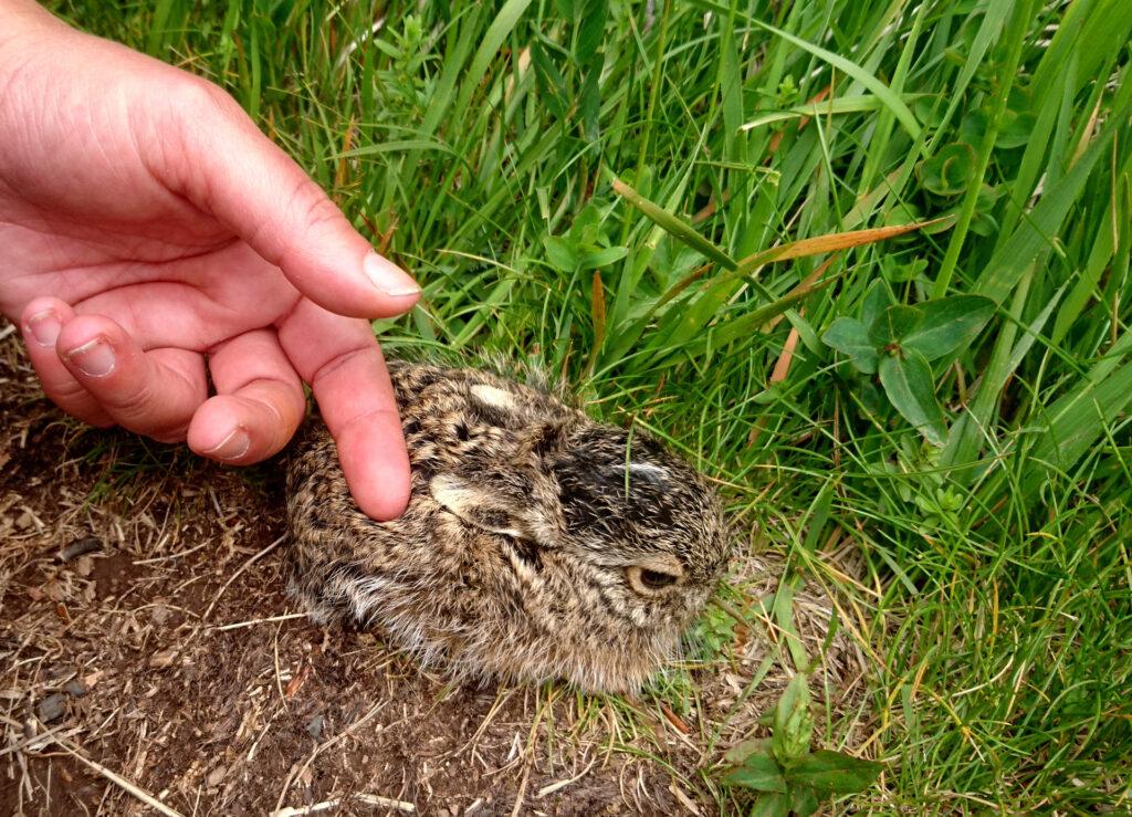 lungo il sentiero ci imbattiamo in questo cucciolino di lepre che sembra avere qualche difficoltà. Lo spostiamo di qualche centimetro fuori dal sentiero (rischiava di essere calpestato) toccandolo solo con delle foglie, per evitare di lasciargli addosso il nostro odore