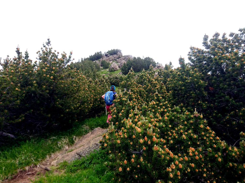 la cresta del Monte Nero è completamente ricoperta di bellissimi pini mughi