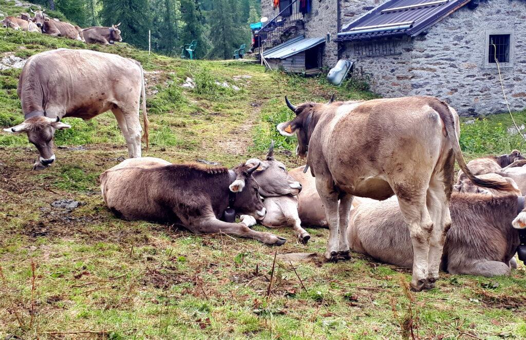 Mucche pigrissime si rotolano e si strusciano riposando sui prati