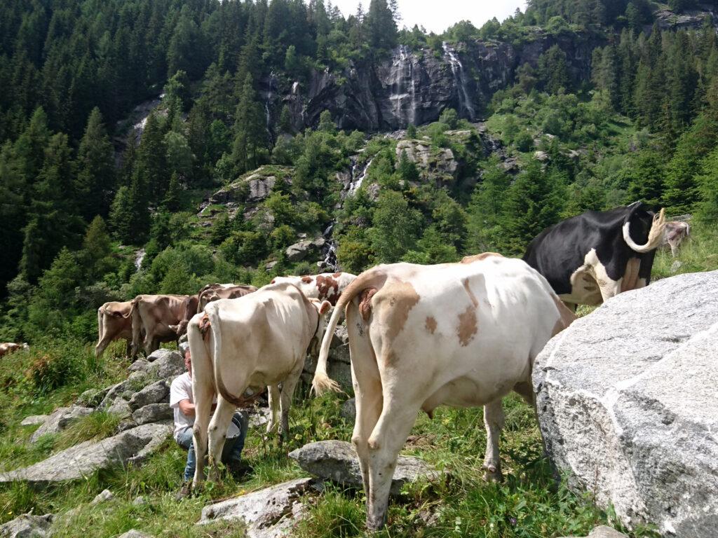 Le mucche ci mostrano il loro lato migliore mentre fotografiamo le cascate sullo sfondo