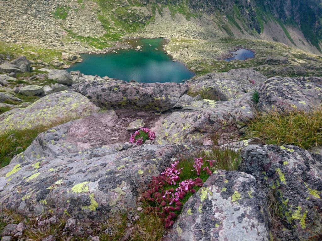 la natura qui è davvero bellissima, e la si gode appieno perchè dopo il Lago delle Stellune si incontra davvero poca gente