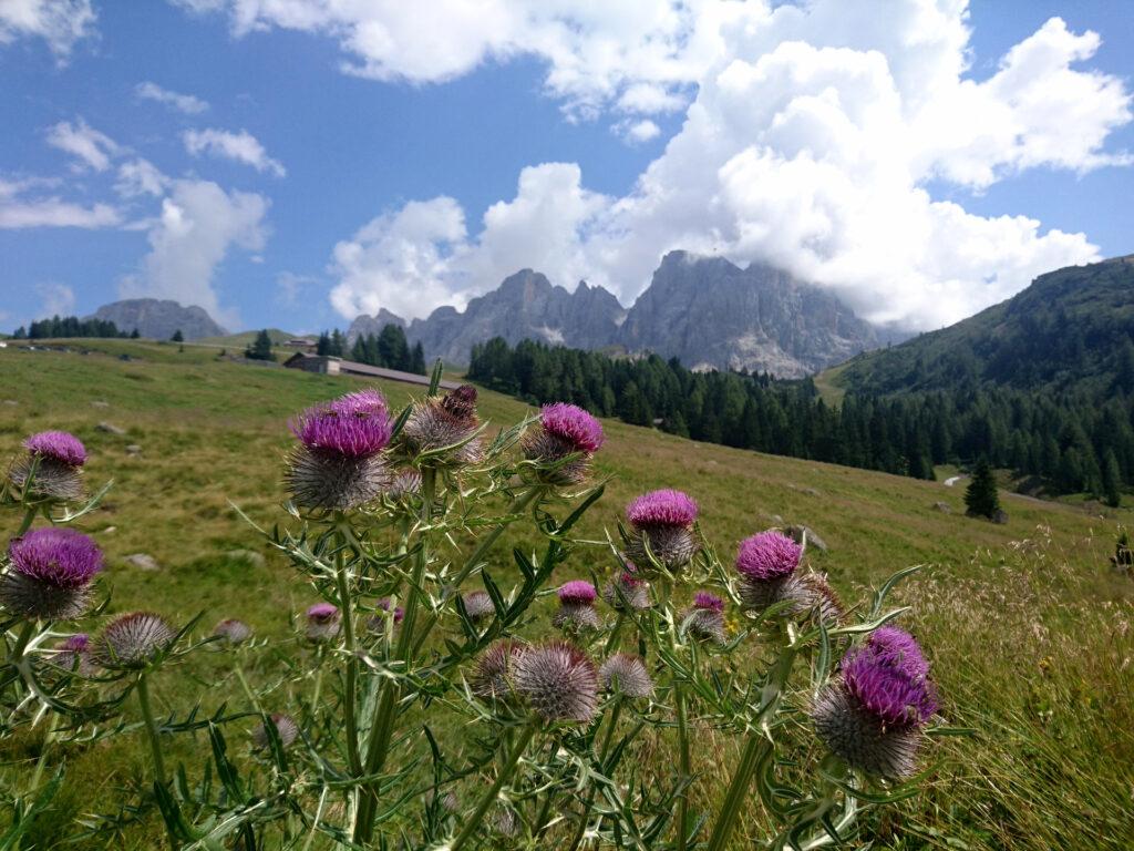 cardi di fronte alla malga Rolle, con le Pale subito dietro. Il nostro viaggio finisce qui!