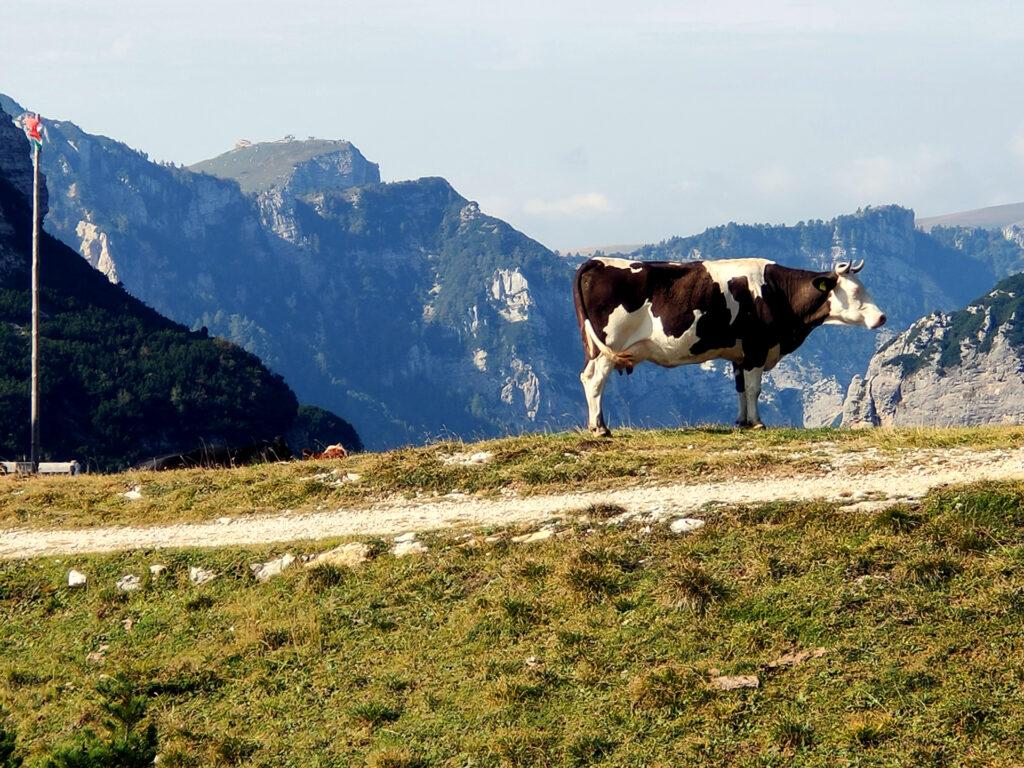 Questa mucca aveva la tendenza a mettersi in posa stagliandosi contro l'orizzonte. Ne abbiamo approfittato ;)