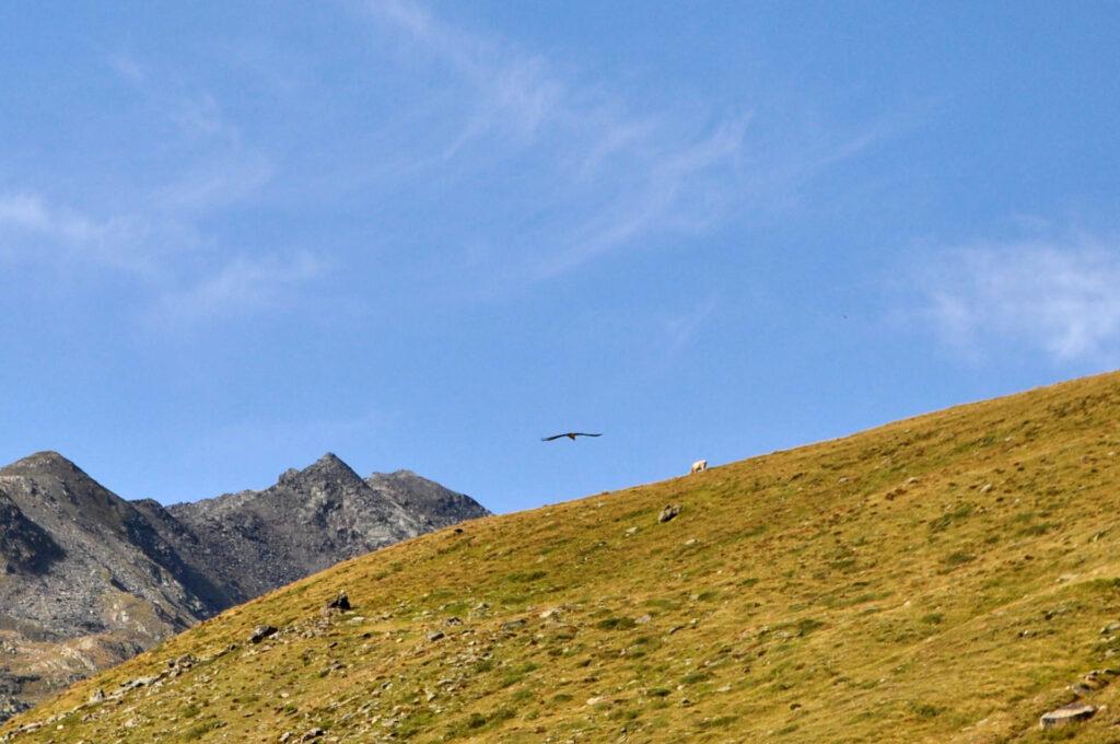 dulcis in fundo... arrivano le aquile! (la vedete la mucca sullo sfondo, sì?!)