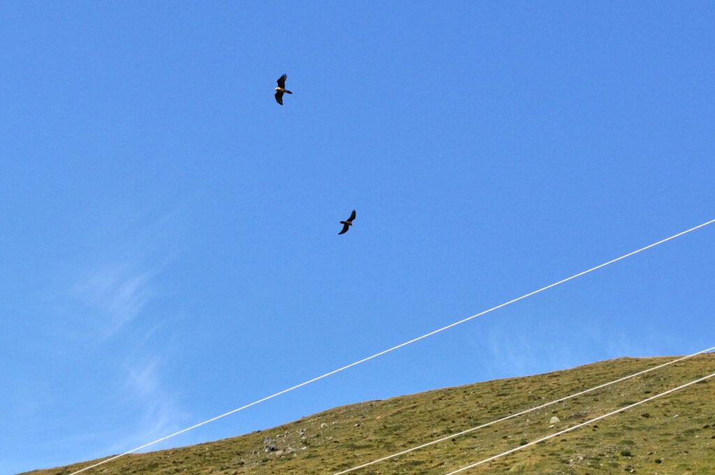 la danza delle aquile in volo, che hanno avvistato qualcosa