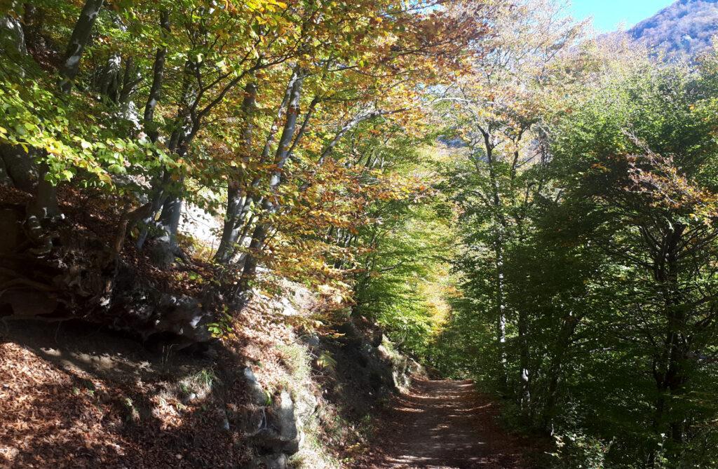 la strada nel bosco che si percorre per raggiungere il Rifugio Melano