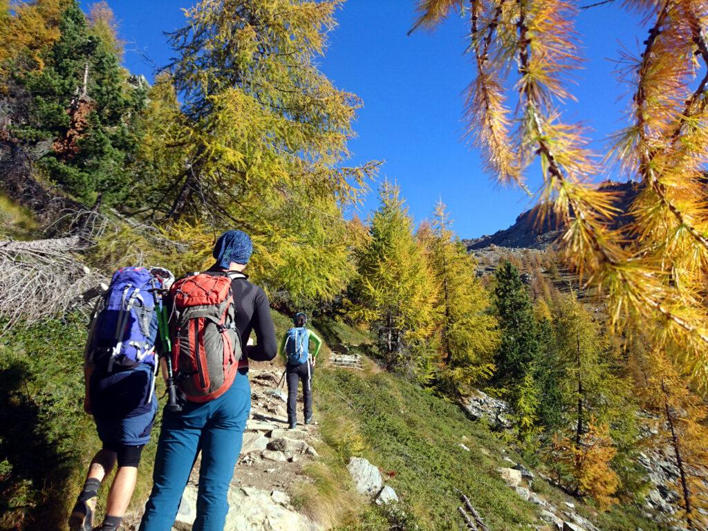 già qui è bellissimo, il bosco è un'esplosione di colori